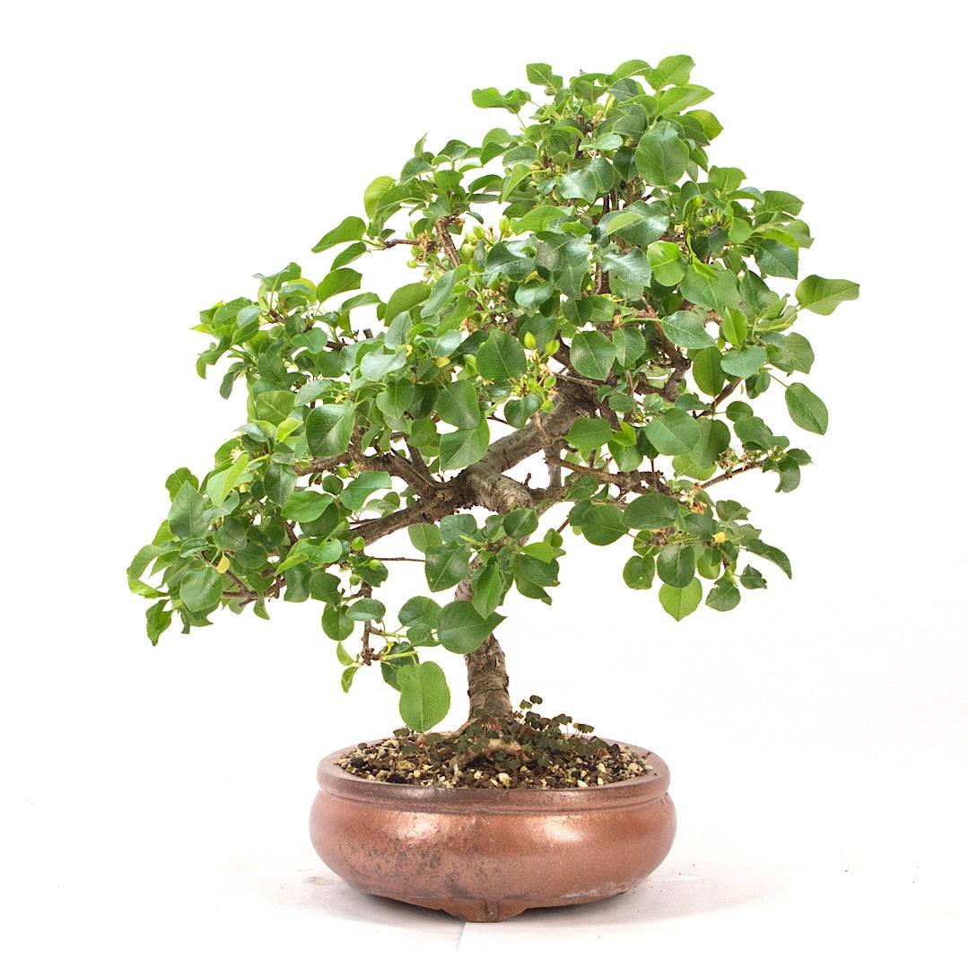 Steinweichsel 'Prunus mahaleb'