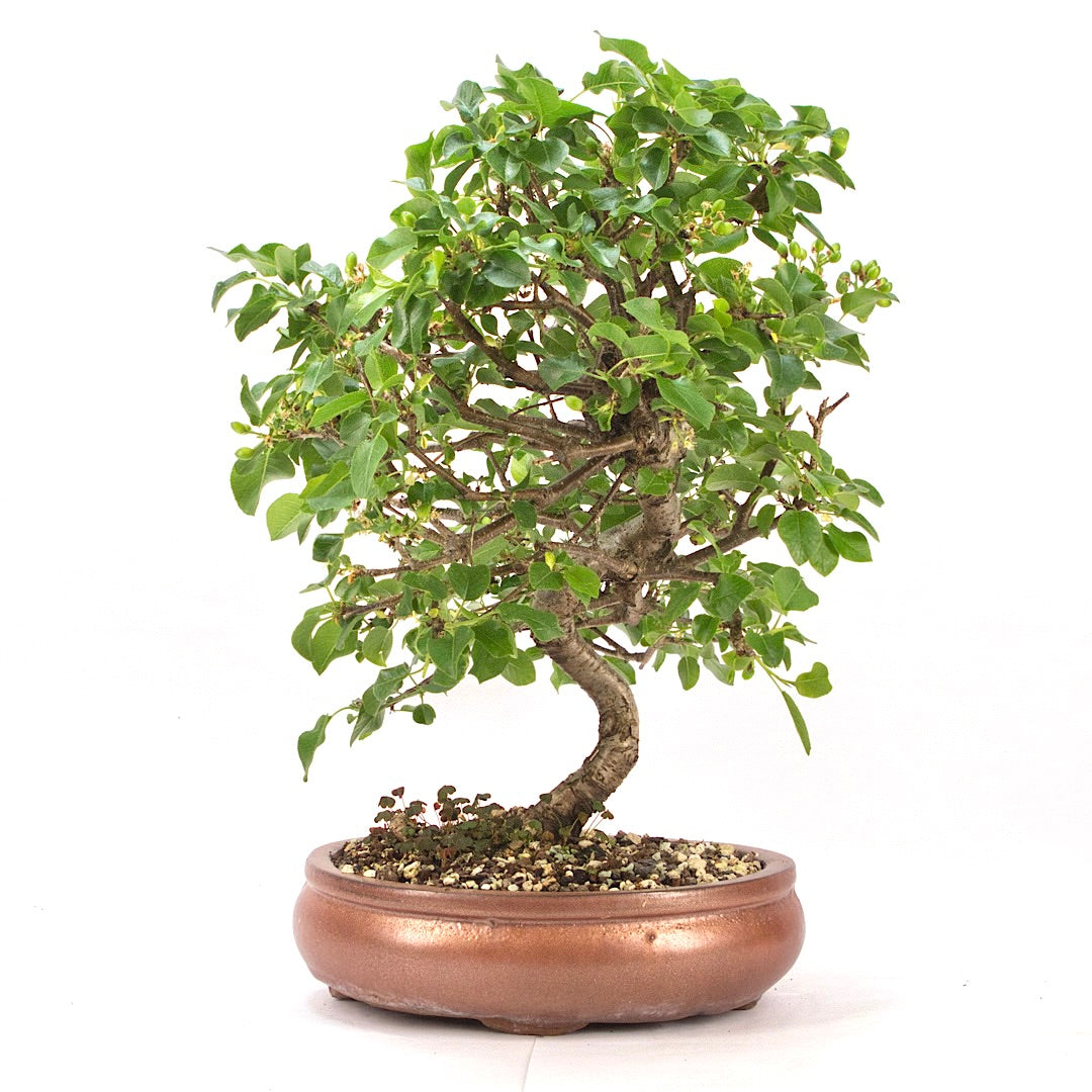 Steinweichsel 'Prunus mahaleb'