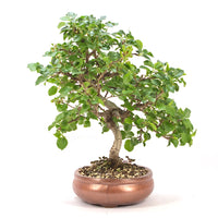 Steinweichsel 'Prunus mahaleb'