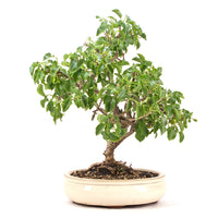 Steinweichsel 'Prunus mahaleb'