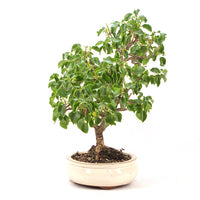 Steinweichsel 'Prunus mahaleb'