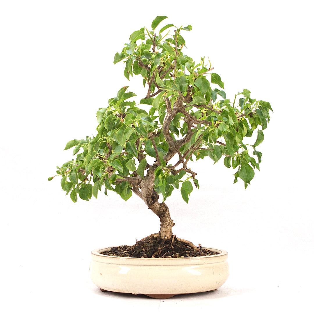 Steinweichsel 'Prunus mahaleb'
