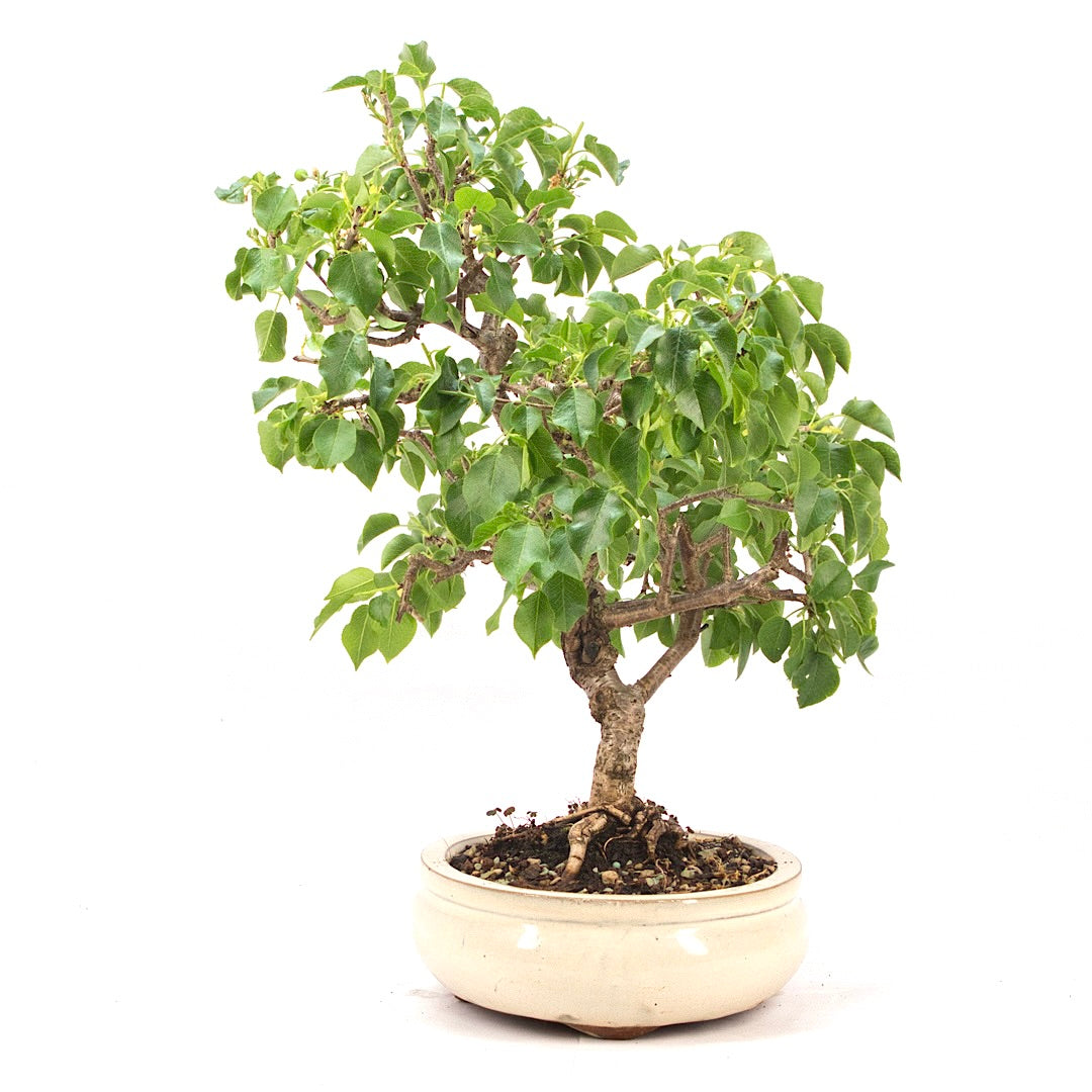 Steinweichsel 'Prunus mahaleb'