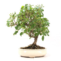 Steinweichsel 'Prunus mahaleb'