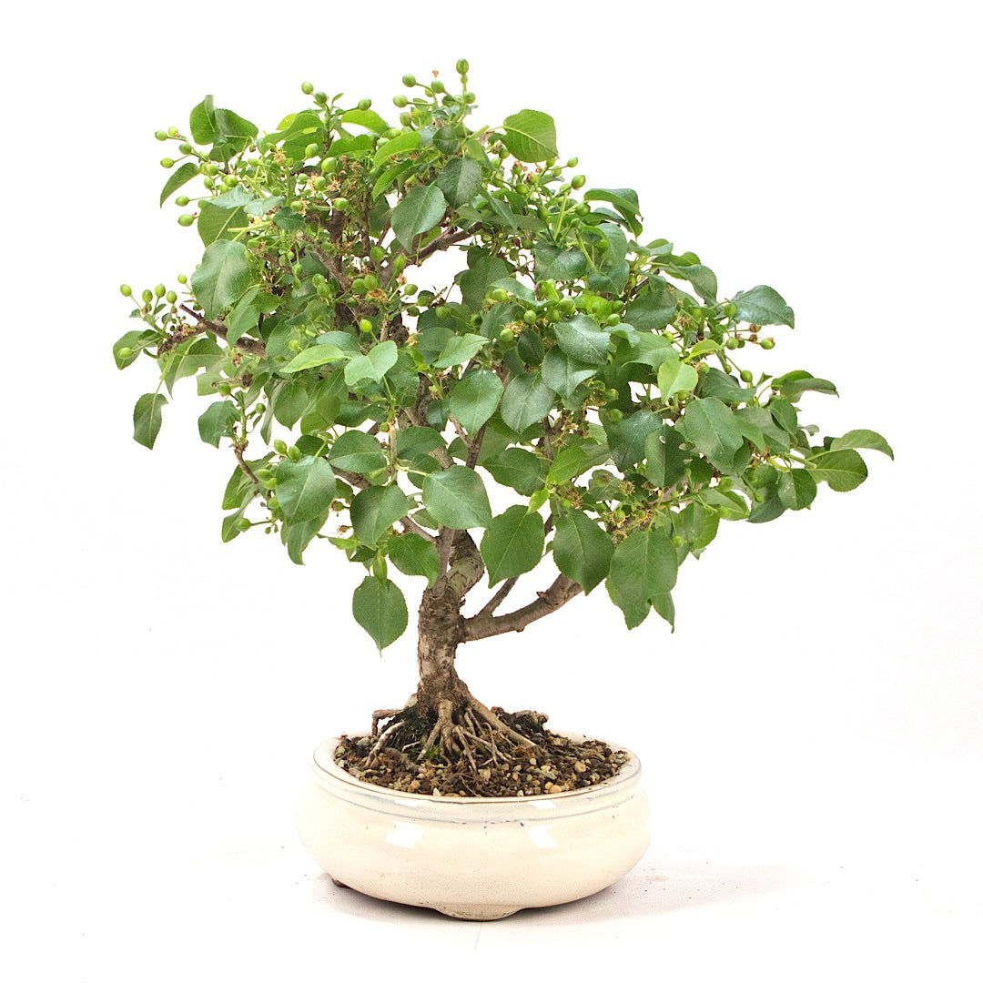 Steinweichsel 'Prunus mahaleb'