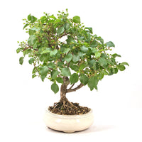 Steinweichsel 'Prunus mahaleb'