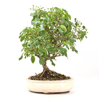 Steinweichsel 'Prunus mahaleb'