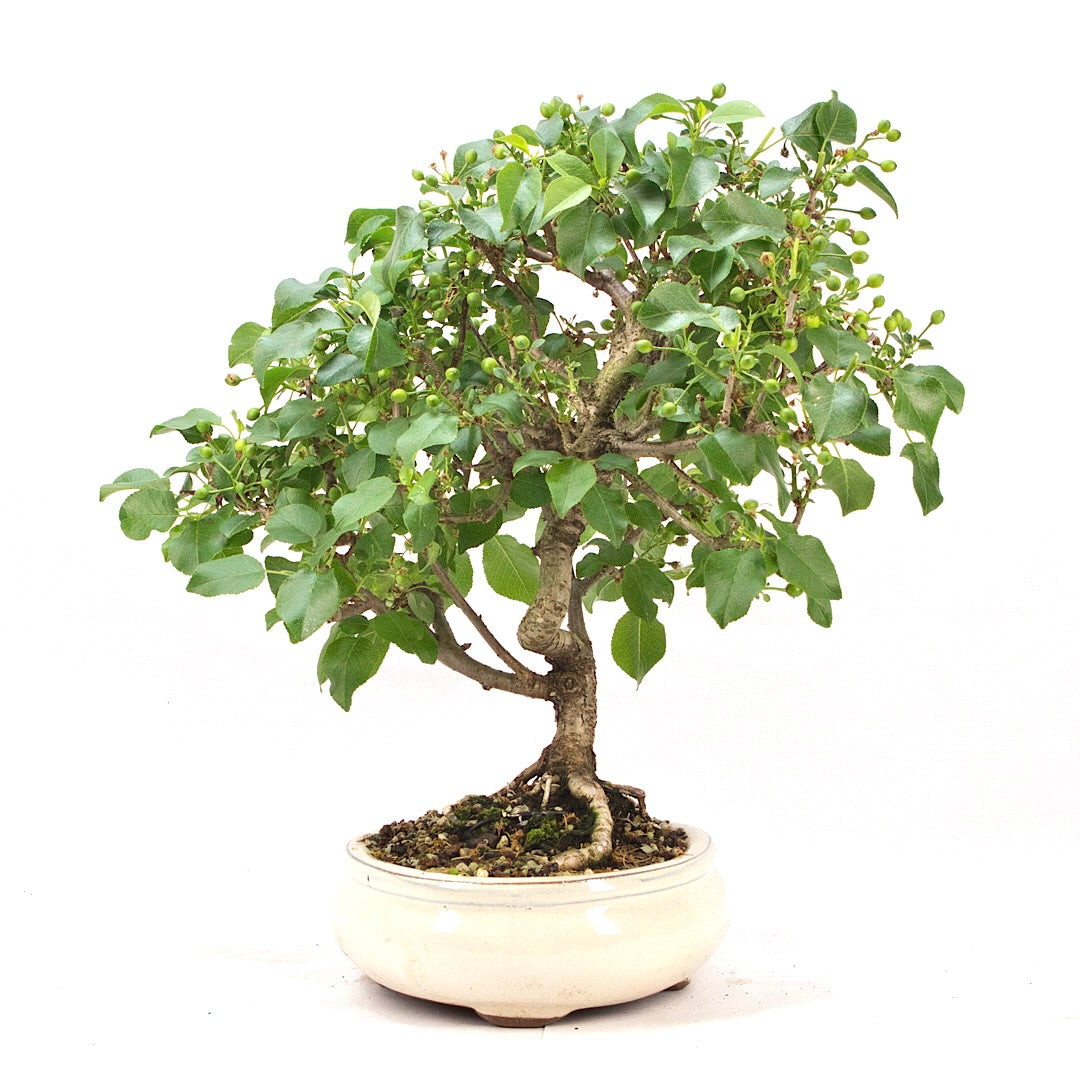 Steinweichsel 'Prunus mahaleb'