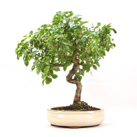 Steinweichsel 'Prunus mahaleb'