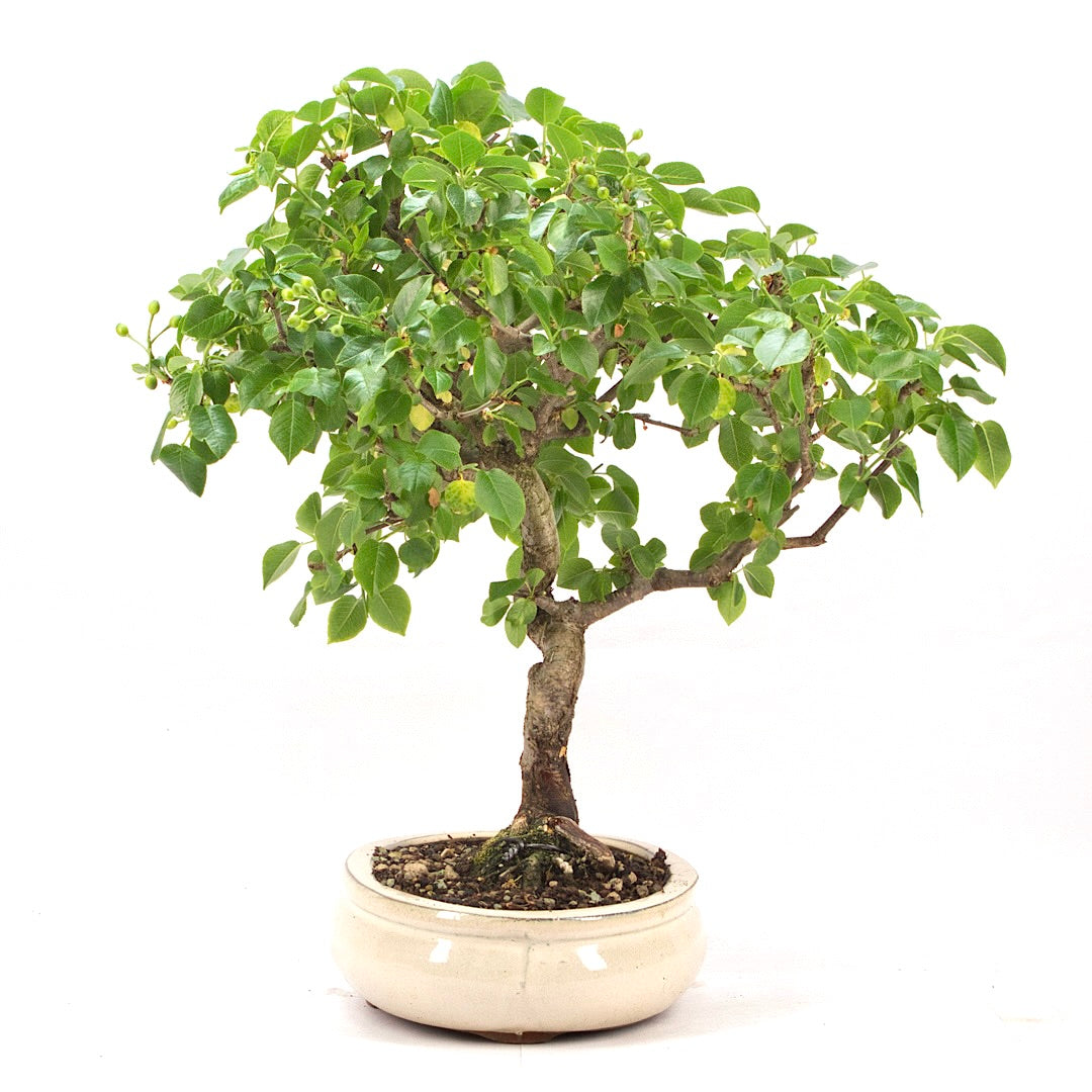 Steinweichsel 'Prunus mahaleb'