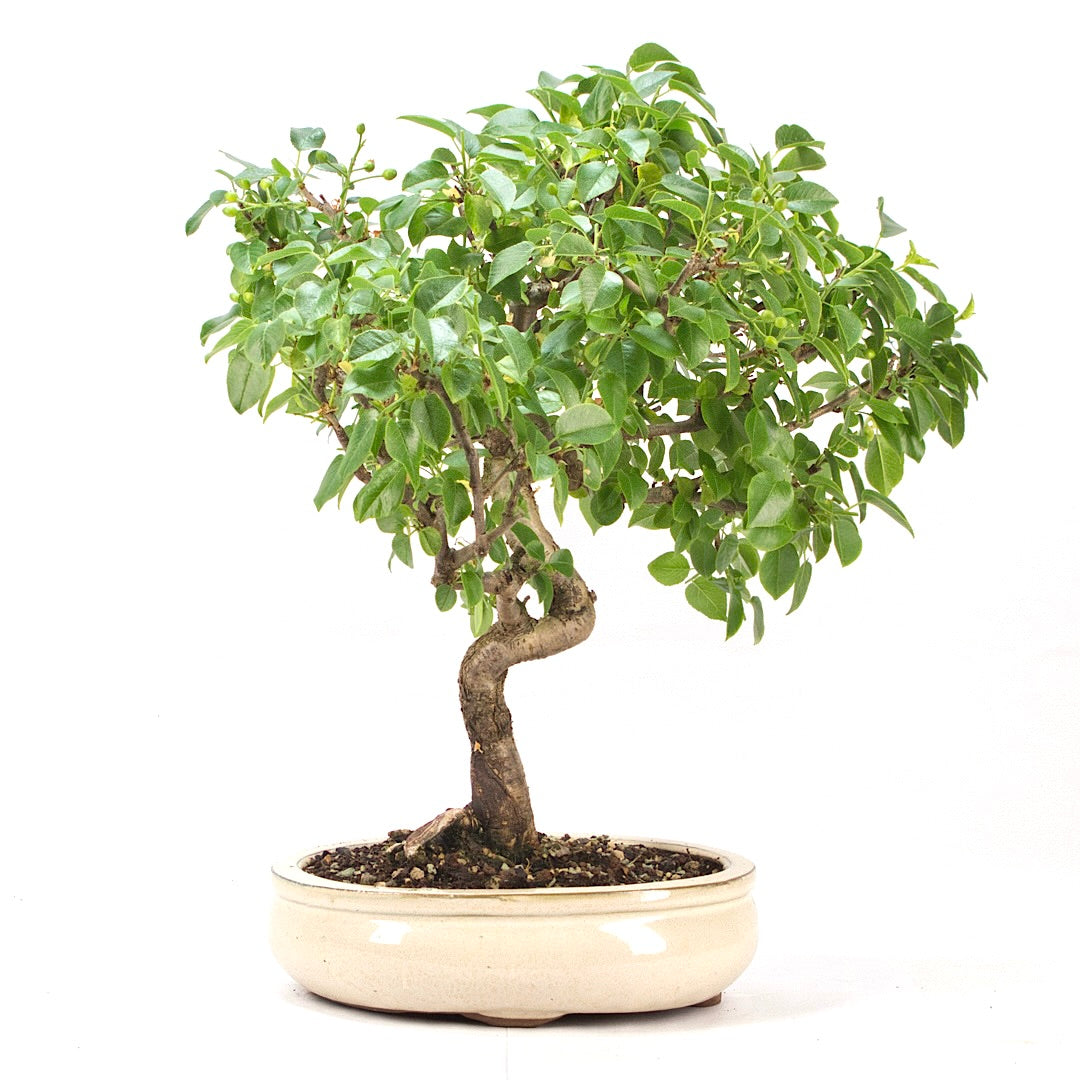 Steinweichsel 'Prunus mahaleb'
