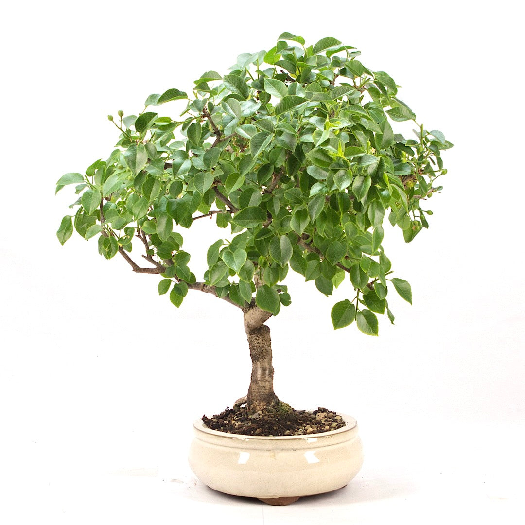 Steinweichsel 'Prunus mahaleb'