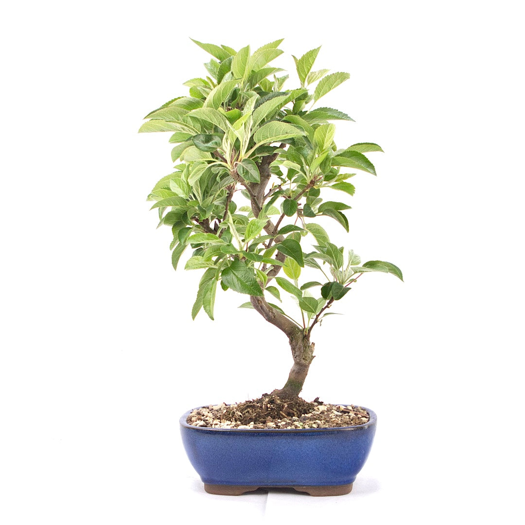 Zierapfel 'Malus spec.'
