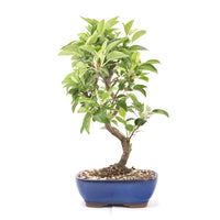 Zierapfel 'Malus spec.'