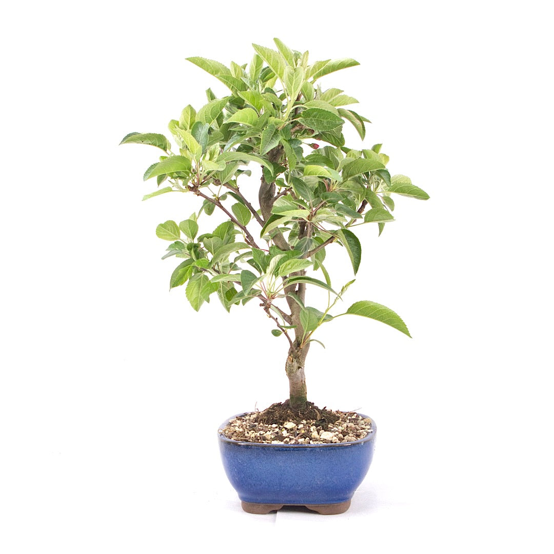 Zierapfel 'Malus spec.'