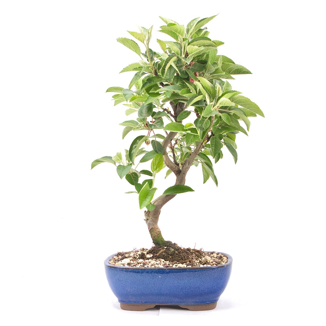 Zierapfel 'Malus spec.'