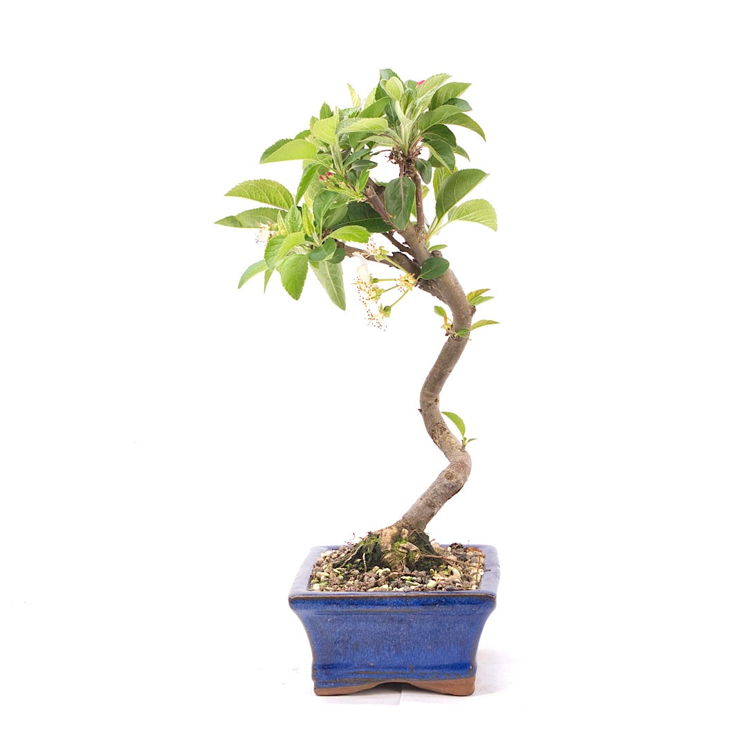 Zierapfel 'Malus spec.'