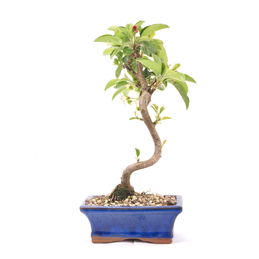 Zierapfel 'Malus spec.'