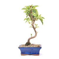 Zierapfel 'Malus spec.'