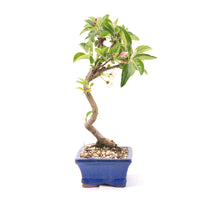 Zierapfel 'Malus spec.'
