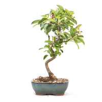 Zierapfel 'Malus spec.'