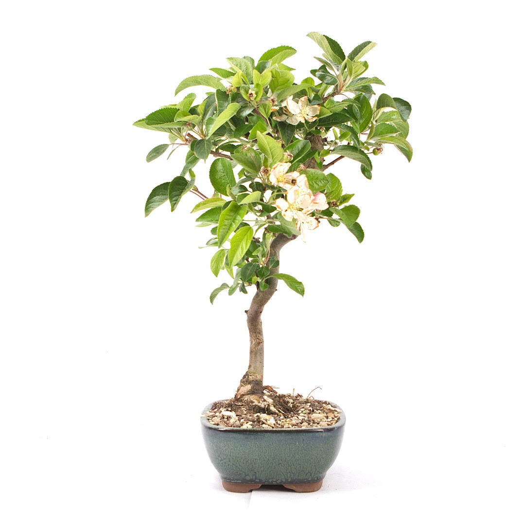 Zierapfel 'Malus spec.'