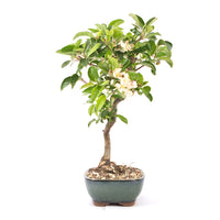 Zierapfel 'Malus spec.'