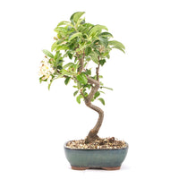 Zierapfel 'Malus spec.'