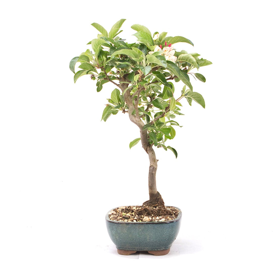 Zierapfel 'Malus spec.'