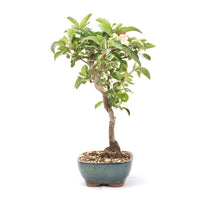 Zierapfel 'Malus spec.'