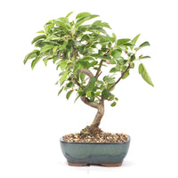 Zierapfel 'Malus spec.'