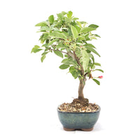 Zierapfel 'Malus spec.'