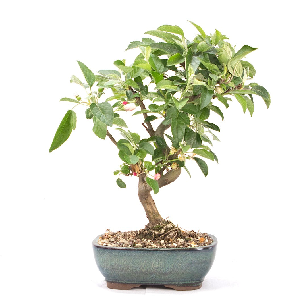 Zierapfel 'Malus spec.'