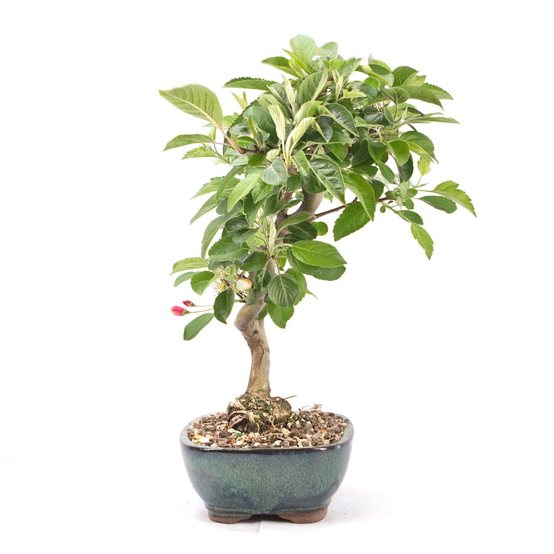 Zierapfel 'Malus spec.'