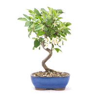 Zierapfel 'Malus spec.'