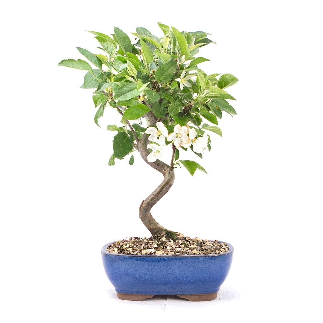 Zierapfel 'Malus spec.'