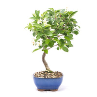 Zierapfel 'Malus spec.'