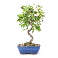 Zierapfel 'Malus spec.'