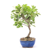Zierapfel 'Malus spec.'