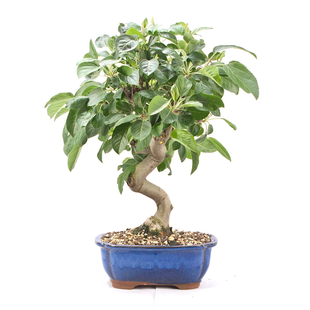 Zierapfel 'Malus spec.'