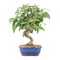 Zierapfel 'Malus spec.'