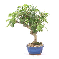 Zierapfel 'Malus spec.'