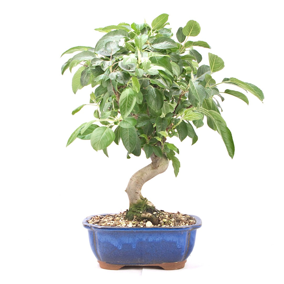 Zierapfel 'Malus spec.'