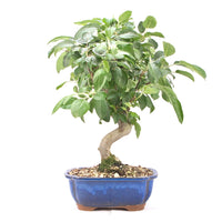 Zierapfel 'Malus spec.'