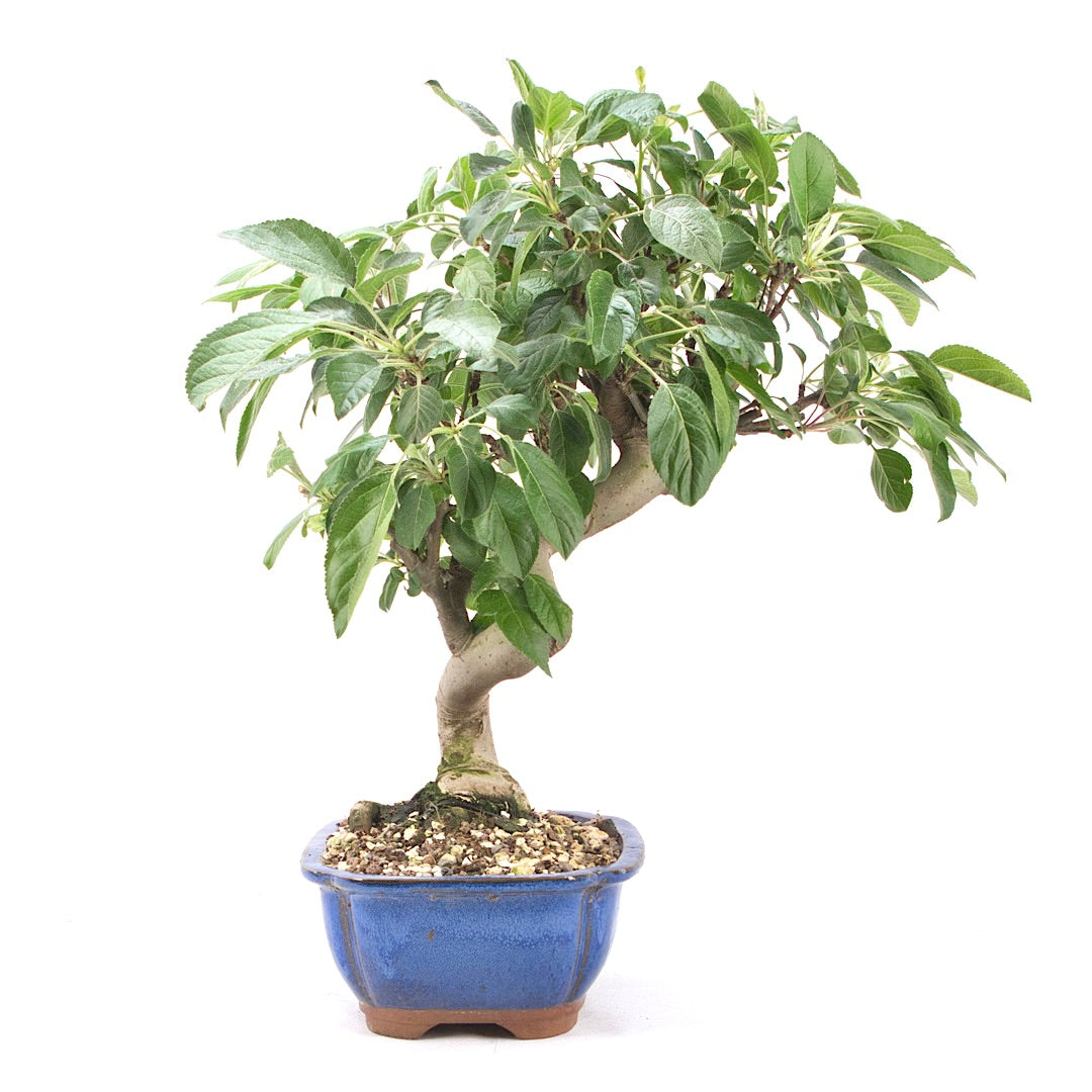 Zierapfel 'Malus spec.'