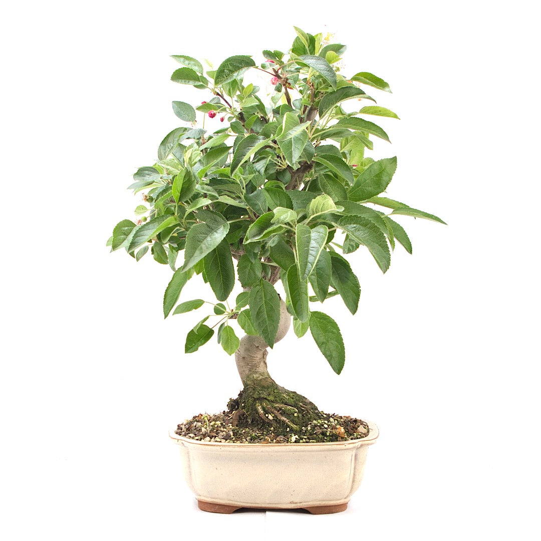 Zierapfel 'Malus spec.'