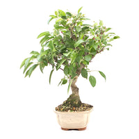 Zierapfel 'Malus spec.'