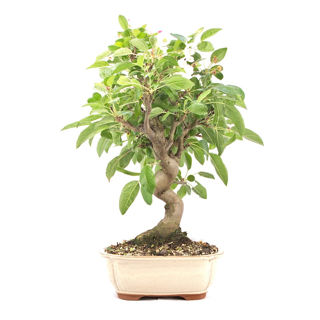 Zierapfel 'Malus spec.'