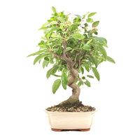 Zierapfel 'Malus spec.'