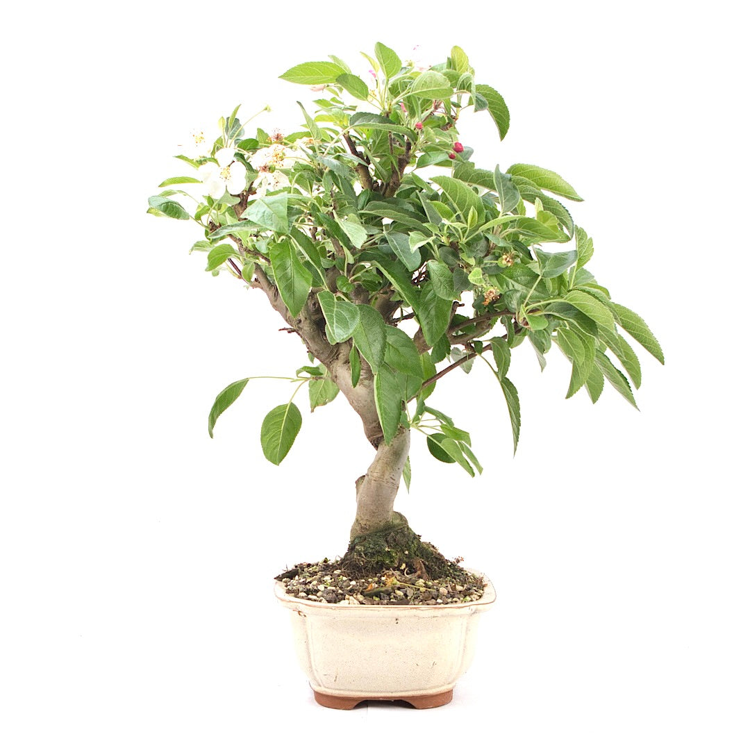 Zierapfel 'Malus spec.'